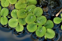 Salvinia minima